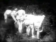 vintage sex videos